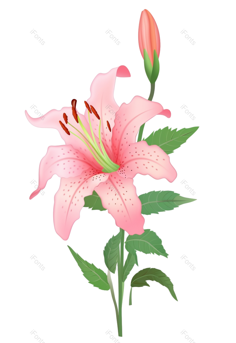 叶子图片,装饰元素,元素PNG,清新免抠素材